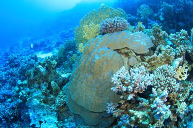 Kızıl denizdeki deniz yaşamı