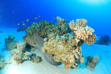 Kızıl denizdeki deniz yaşamı