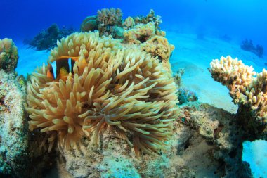 Kızıl denizdeki deniz yaşamı