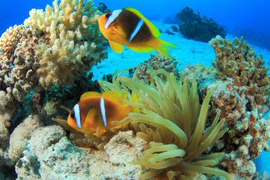 Kızıl denizdeki deniz yaşamı