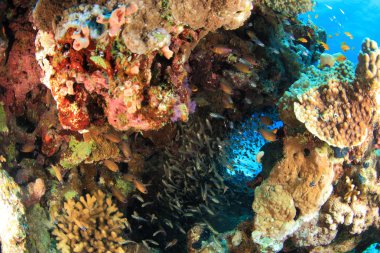 Kızıl denizdeki deniz yaşamı