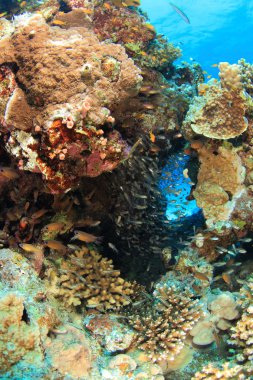 Kızıl denizdeki deniz yaşamı