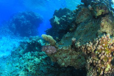 Kızıl denizdeki deniz yaşamı