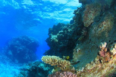 Kızıl denizdeki deniz yaşamı