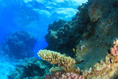 Kızıl denizdeki deniz yaşamı