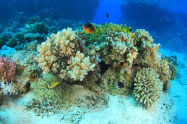 Kızıl denizdeki deniz yaşamı