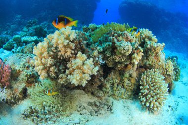 Kızıl denizdeki deniz yaşamı