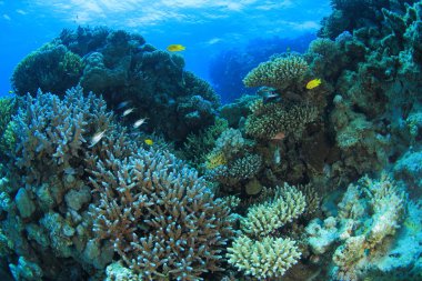 Kızıl denizdeki deniz yaşamı