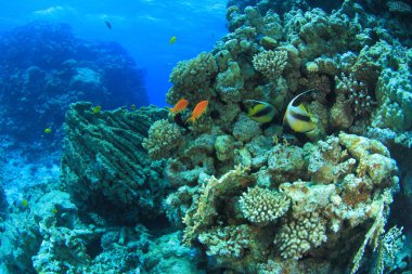 Kızıl denizdeki deniz yaşamı