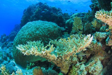 Kızıl denizdeki deniz yaşamı