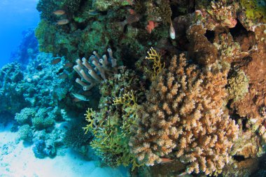 Kızıl denizdeki deniz yaşamı