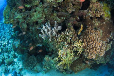 Kızıl denizdeki deniz yaşamı