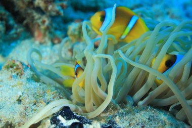 Kızıl denizdeki deniz yaşamı