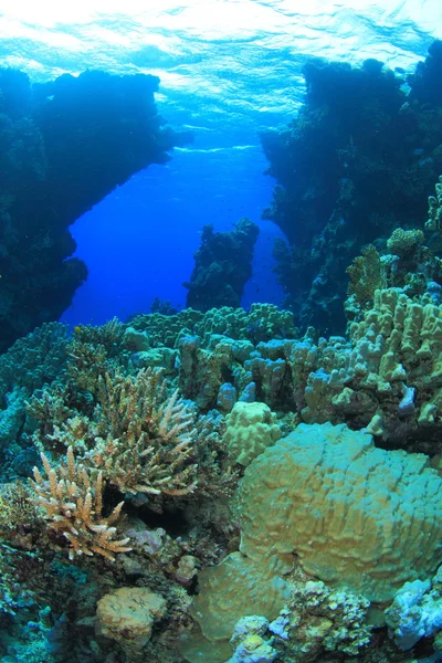 Kızıl denizdeki deniz yaşamı