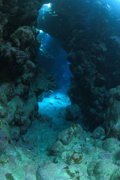 Kızıl denizdeki deniz yaşamı — Stok fotoğraf