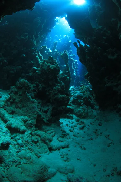 Vie marine dans la mer rouge — Photo