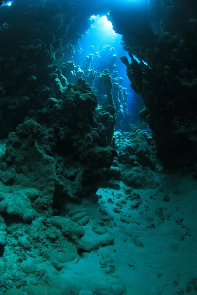 Marine Life in the Red Sea — Stock Photo, Image