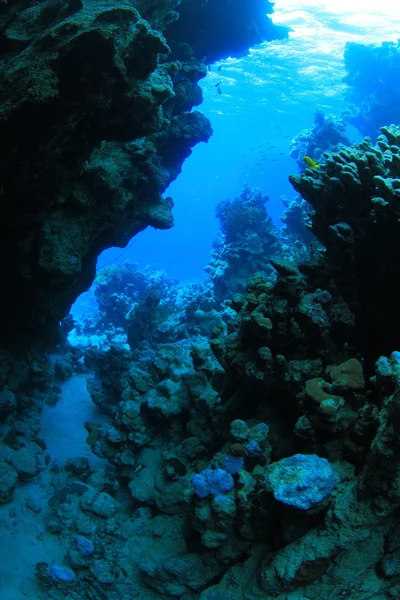 Vie marine dans la mer rouge — Photo