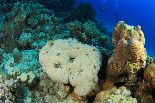 Kızıl denizdeki deniz yaşamı