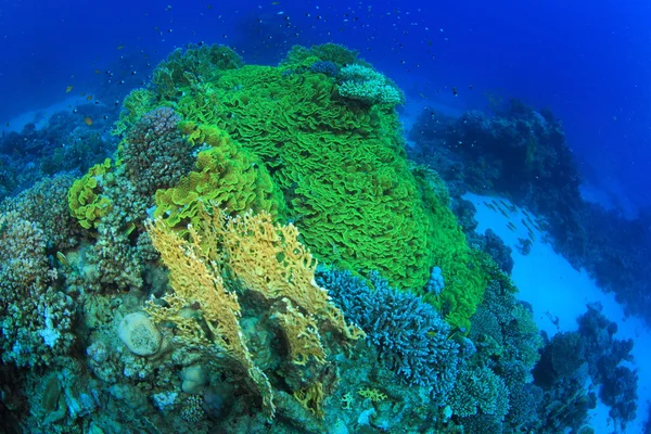 紅海での海洋生物 — ストック写真