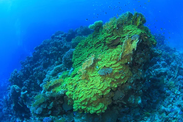 紅海での海洋生物 — ストック写真