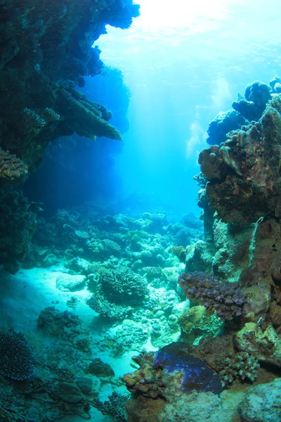 Vie marine dans la mer rouge — Photo