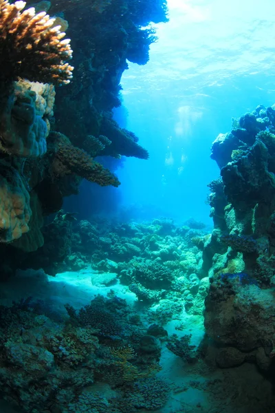 Vie marine dans la mer rouge — Photo