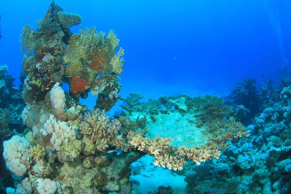 Meereslebewesen im Roten Meer — Stockfoto