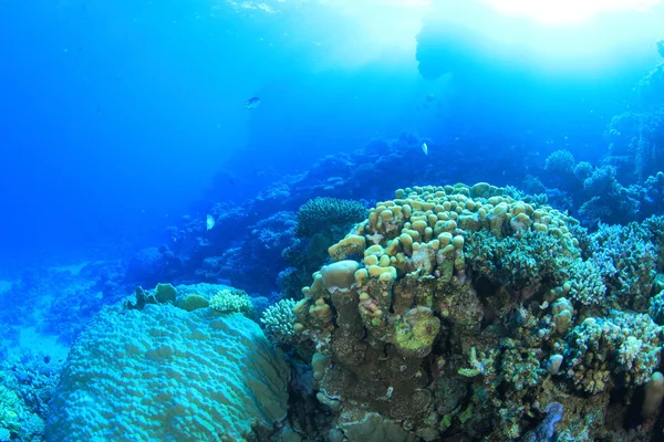 Kızıl denizdeki deniz yaşamı