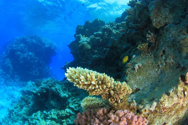 紅海での海洋生物 — ストック写真