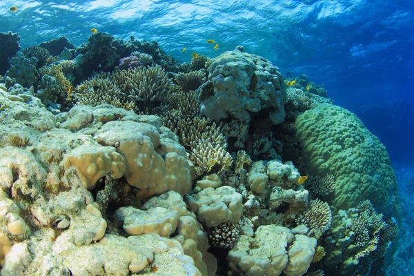 Marine Life in the Red Sea — Stock Photo, Image