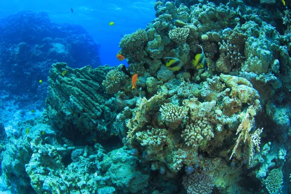 Kızıl denizdeki deniz yaşamı