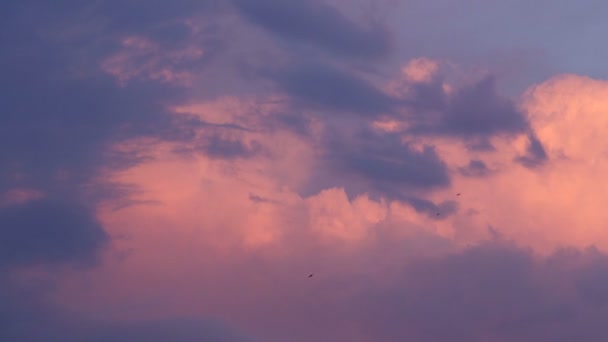 Birds in the sunset sky — Stock Video