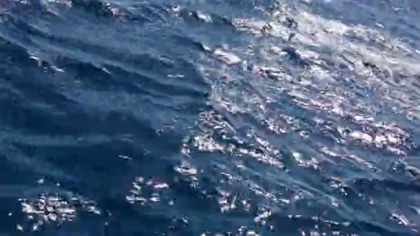 Spelen in de golven van de rode zee — Stockvideo