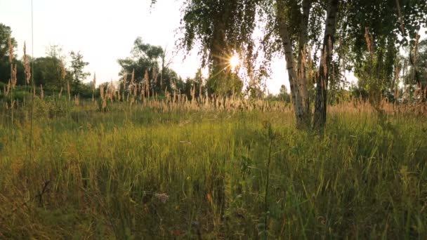 Spring forest in sunset — Stock Video