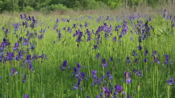 Irissen veld — Stockvideo
