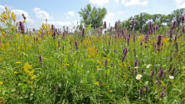 Campo delle iridi — Video Stock