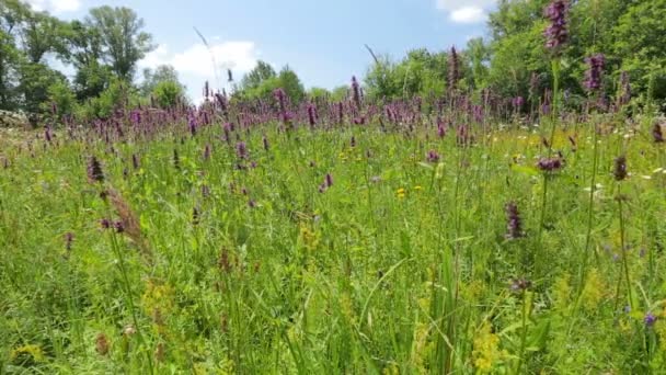 Champ des Iris 
