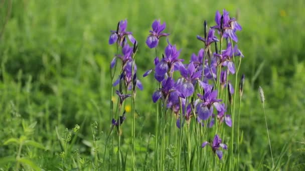 Champ des Iris 