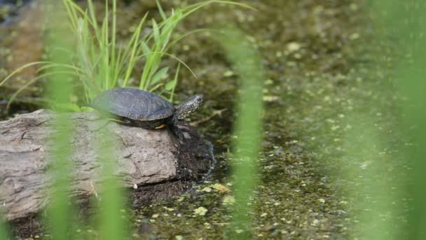 Schildkröte sitzt auf einem Felsen — Stockvideo