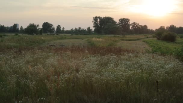 Campo y puesta de sol — Vídeo de stock