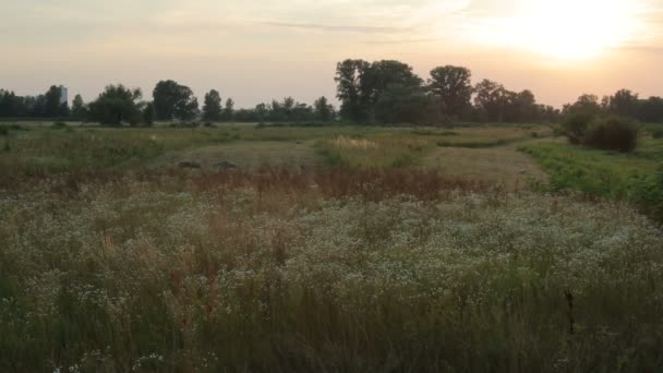 Fältet och solnedgång — Stockvideo