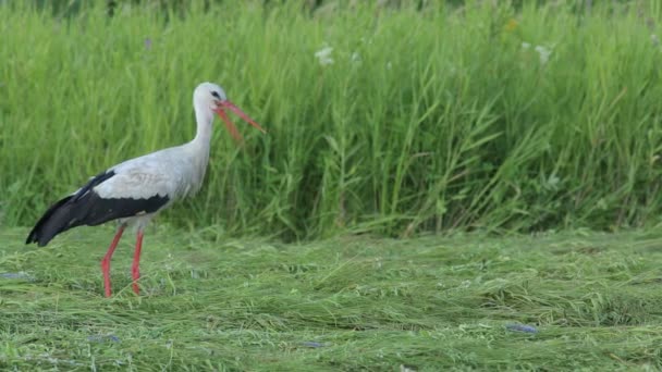 Cigogne blanche — Video