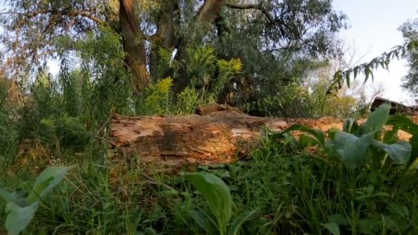 coucher de soleil dans la forêt