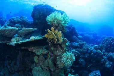 Kızıl denizdeki deniz yaşamı