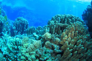 Kızıl denizdeki deniz yaşamı