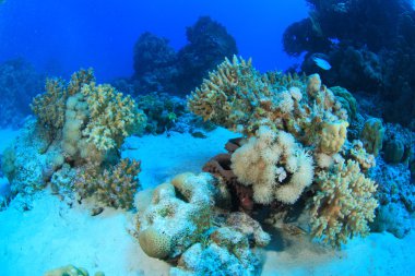 Kızıl denizdeki deniz yaşamı