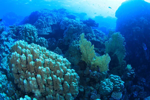 Vita marina nel mare rosso — Foto Stock