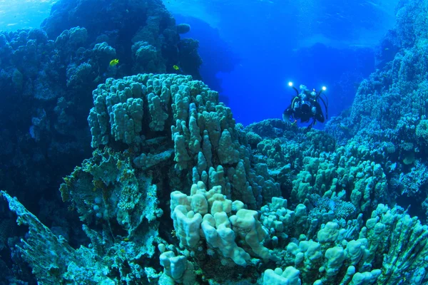 Marine Life in the Red Sea — Stock Photo, Image