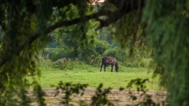 Cavalli al pascolo — Video Stock